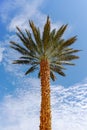 Plantation of Phoenix dactylifera, commonly known asÃÂ dateÃÂ orÃÂ date palm trees in Arava and Negev desert, Israel, cultivation Royalty Free Stock Photo